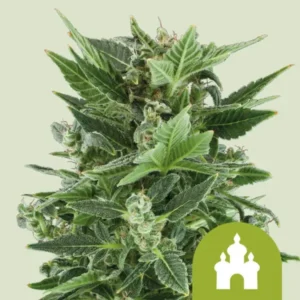 Easy Bud Autoflowering I Royal Queen Seeds Cannabis Samen Verpackung